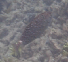 Siganus spinus