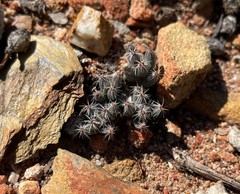 Trichodiadema marlothii