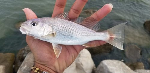 Atlantic Croaker