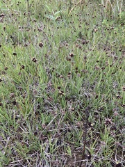 Juncus falcatus