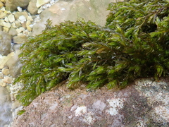 Cinclidotus fontinaloides