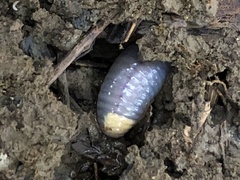 Driloleirus macelfreshi