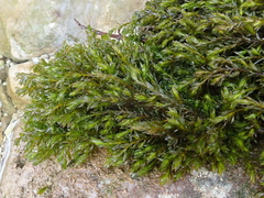 Cinclidotus fontinaloides