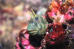 Entomacrodus stellifer