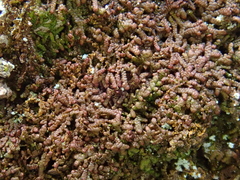 Frullania fragilifolia