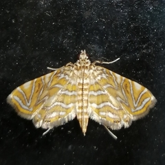 Musotiminae