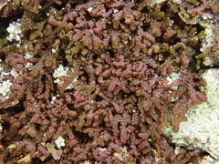 Frullania fragilifolia