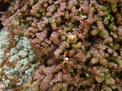 Frullania fragilifolia