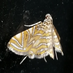 Musotiminae