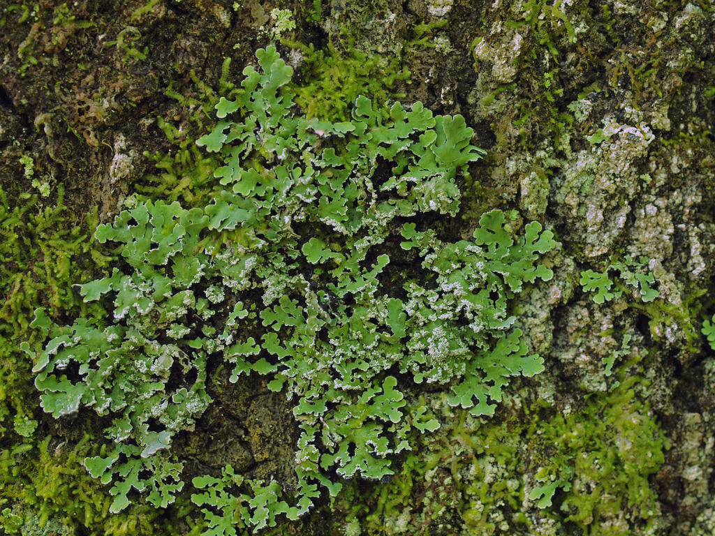 Black-foam Lichens