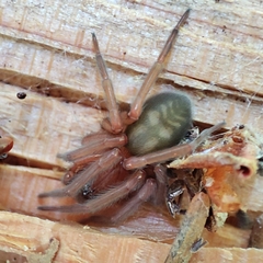 Callobius severus