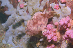 Abantennarius nummifer