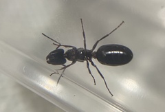 Camponotus hyatti