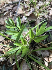 Thaspium barbinode