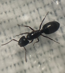 Camponotus hyatti