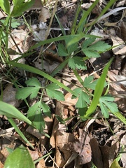 Thaspium barbinode