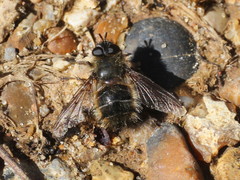Tachina ursina