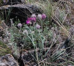 Hedysarum argyrophyllum