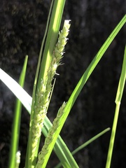 Carex oxylepis oxylepis