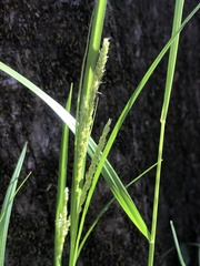 Carex oxylepis oxylepis