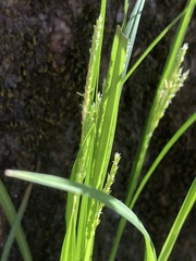Carex oxylepis oxylepis
