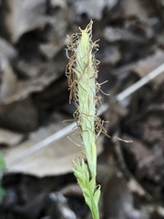 Carex styloflexa