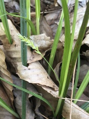 Carex styloflexa