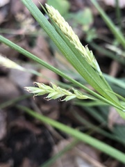 Carex styloflexa