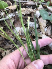 Carex styloflexa