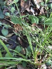Carex albicans