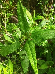 Aristeguietia glutinosa