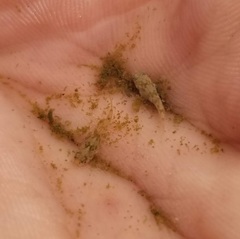 Cyprinodon variegatus variegatus