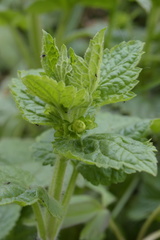 Scrophularia vernalis