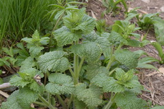 Scrophularia vernalis