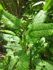 Aristeguietia glutinosa