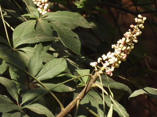 Oreopanax xalapensis