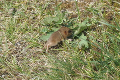 Muscardinus avellanarius