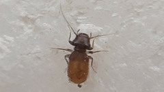 Lepinotus