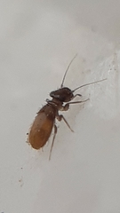 Lepinotus
