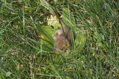 Muscardinus avellanarius