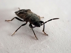 Lanchnophorus singalensis