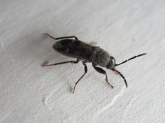 Lanchnophorus singalensis