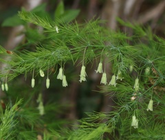 Asparagus tenuifolius