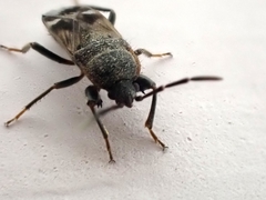 Lanchnophorus singalensis