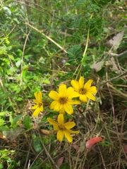 Tagetes zypaquirensis