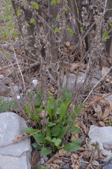 Solidago virgaurea virgaurea