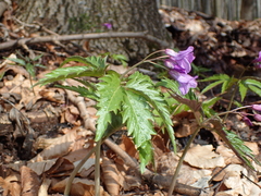 Cardamine glanduligera