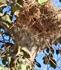 Auriparus flaviceps