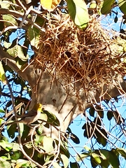 Auriparus flaviceps