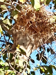 Auriparus flaviceps